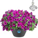 Bild von HP27 o.kl. Petunia Royal Sky